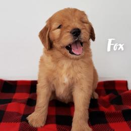 Aussiedoodles, Goldendoodles, and Sheepadoodles from UpNorth Pups