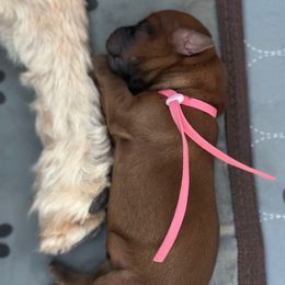 Pink - Wheaten female Soft Coated Wheaten Terrier puppy in Burleson, Texas from Swheatie Life