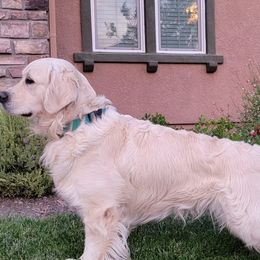 STORM - Golden Retriever