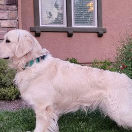 STORM - Golden Retriever
