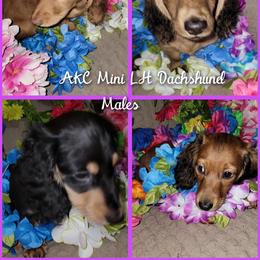 Dachshund Puppies from CLARK'S BREEDING PROGRAM
