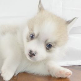 Pomeranian and Pomsky Puppies from Spillman's Specialty Breeding