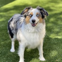 Hera - Toy Australian Shepherd