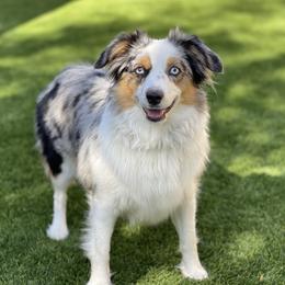Hera - Toy Australian Shepherd