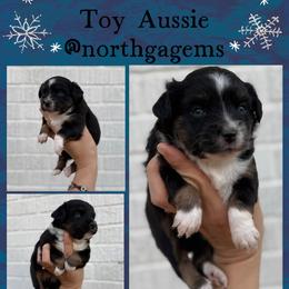 Ivy - Black tri female Toy Australian Shepherd puppy in Mount Airy, Georgia from North Georgia Gems