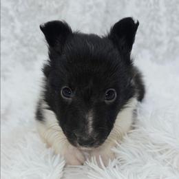 Briar - Black and white male Shetland Sheepdog puppy in Central City, Kentucky from Hope's Heart Shelties