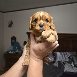 Cavalier King Charles Spaniel Puppies from Cedar Mountain Hounds