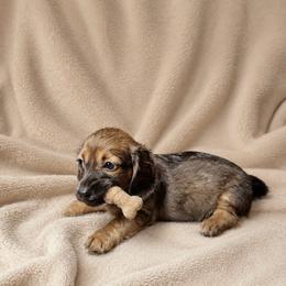 Luke - Red male Dachshund puppy in Richmond, Virginia from Paw Prints