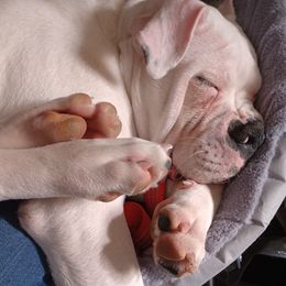 American Bulldog Puppies from Iron Will American Bulldogs
