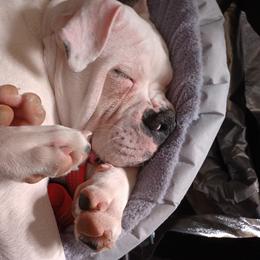 American Bulldog Puppies from Iron Will American Bulldogs