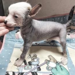 Chihuahua and Chinese Crested Puppies from Western Kentucky Chihuahua’s and Chinese Crested’s