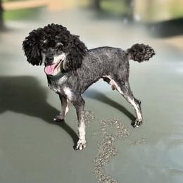 Nerf - Poodle