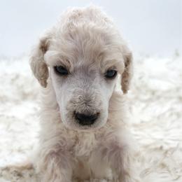 Muffin - Cream male Poodle puppy in Otto, North Carolina from Wild Suns Farm