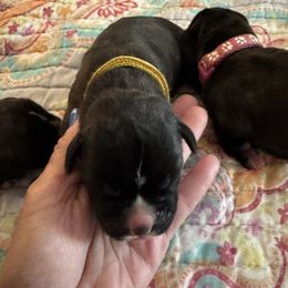 Harley - Brindle female Boxer puppy in Bethel Park, Pennsylvania from Goodfella Boxers