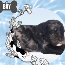Bay - Merle male Bernedoodle puppy in Westminster, South Carolina from Goldendoodlepuppiessc