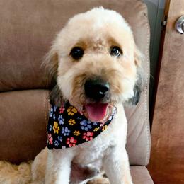 Miller - Goldendoodle