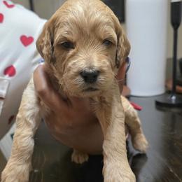 Spark (red collar) - Apricot male Goldendoodle puppy in Richmond, Virginia from Highland Grove Doodles, LLC