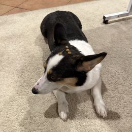 Sony - Pembroke Welsh Corgi