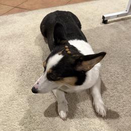Sony - Pembroke Welsh Corgi