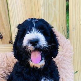 Bernedoodle and Goldendoodle Puppies from Mountain Doodles