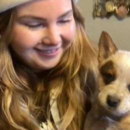 Boy 06 green - Australian Cattle Dog puppy from 6pk Cattledogs
