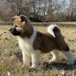 Boy 1 - Akita puppy in Indianapolis, Indiana from Gallant Akitas