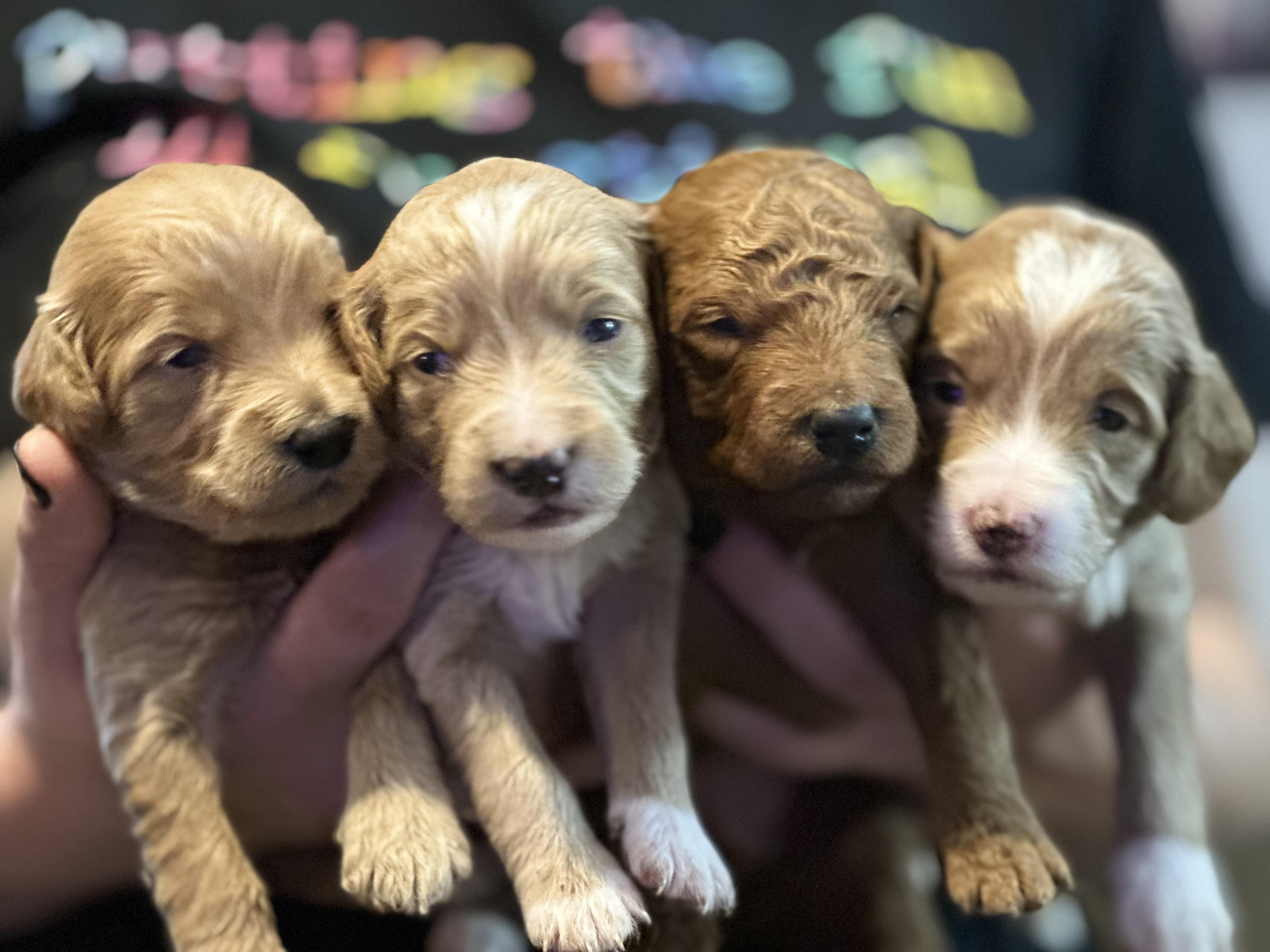 B&C Goldendoodles in Missouri Goldendoodle puppies Good Dog