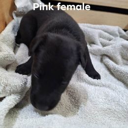 Pink - Black female Belgian Malinois puppy in Chico, Texas from North Texas Working Malinois