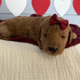 Marcia - Red  female Goldendoodle puppy in Huntington, Utah from Krispydoodle