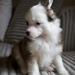 Benny - Black white and tan male Chinese Crested puppy in Worthington, Minnesota from Alvarez Chinese Crested