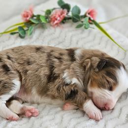 Rose - Red merle female Australian Shepherd puppy in Mountain Grove, Missouri from K Bar H Farms