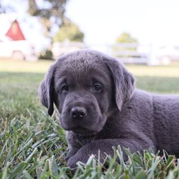 Dilute Retriever, Golden Retriever, and Labrador Retriever Puppies from Grimm Girls Farm