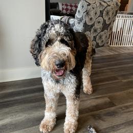 Lexi - Goldendoodle