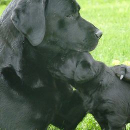 Labrador Retrievers from Shadowfax Labradors