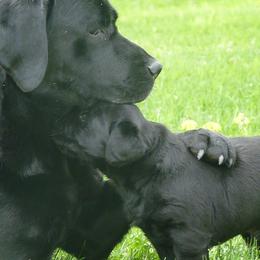 Labrador Retrievers from Shadowfax Labradors