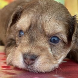 Murphy - Gold male Morkie puppy in De Kalb, Texas from MC Kennels