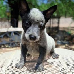 Frodo (AKC) Runt - Blue male Australian Cattle Dog puppy in Marana, Arizona from Impact 3rd Australian Cattle Dogs