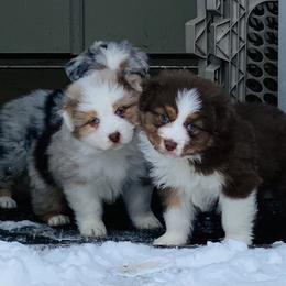 Aussiedoodle and Australian Shepherd Puppies from SS Australian Shepherds
