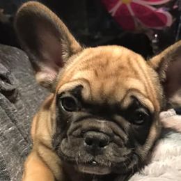 French Bulldogs from Mon Chéri French Bulldogs