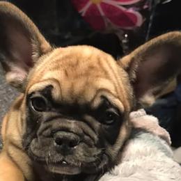 French Bulldogs from Mon Chéri French Bulldogs