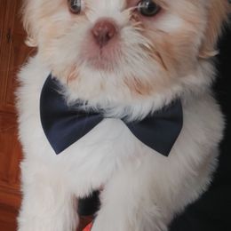 Shih Tzu Puppies from N.F.S.T Imperial ShihTzu Puppies.