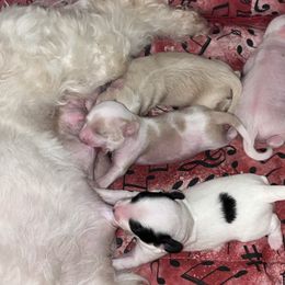 Chinese Crested and Poodle Puppies from Ariella Standard Poodles & Chinese Cresteds