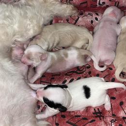 Chinese Crested and Poodle Puppies from Ariella Standard Poodles & Chinese Cresteds