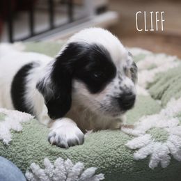 Cliff - Black and white male English Cocker Spaniel puppy in New Mexico from HighBrassGunDogs