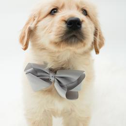 Root Beer - Light golden male Golden Retriever puppy in Elmwood Park, Illinois from Goldens&MiniAussiesWithFinesse