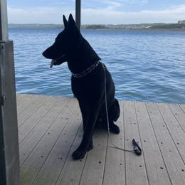 Gunner - German Shepherd