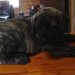 Mastiff and Neapolitan Mastiff Puppies from Sims English Mastiffs and Neapolitans
