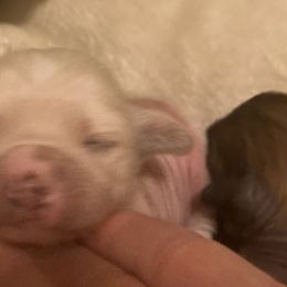 Chinese Cresteds from C&D Farm