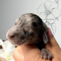 Oakley - Dapple male Dachshund puppy in Redding, California from Jean & Mae Doxies