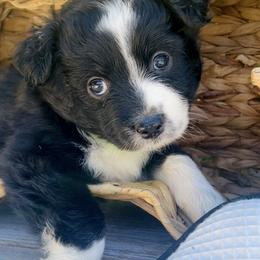 Miniature Australian Shepherd Puppies from DLT MiniAussie